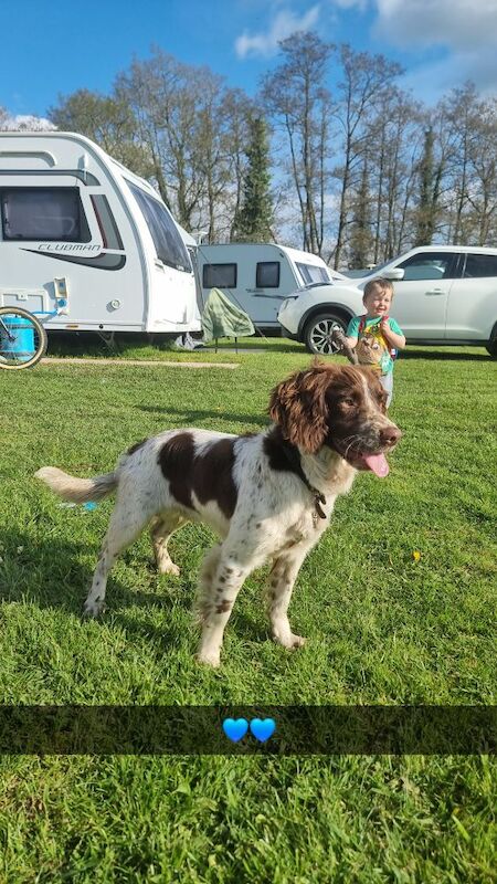 English spring spaniel for sale