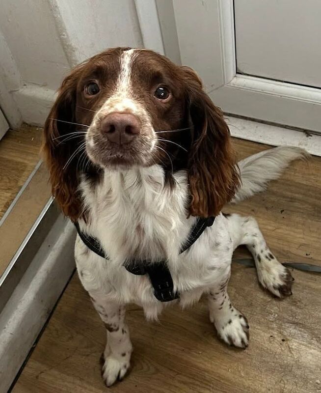 English spring spaniel for sale - Image 2 of 9