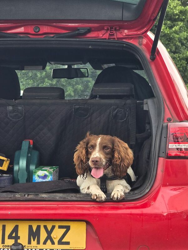 English spring spaniel for sale - Image 3 of 9