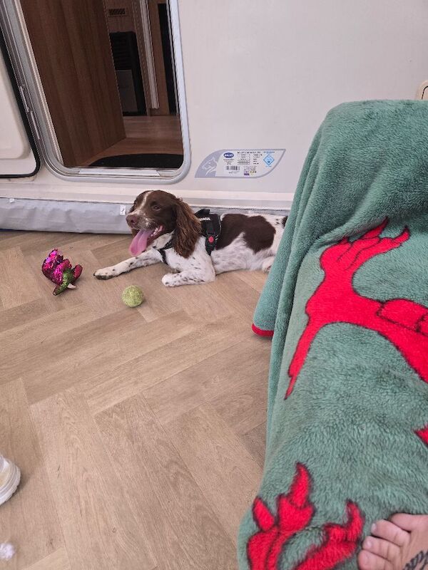 English spring spaniel for sale - Image 5 of 9