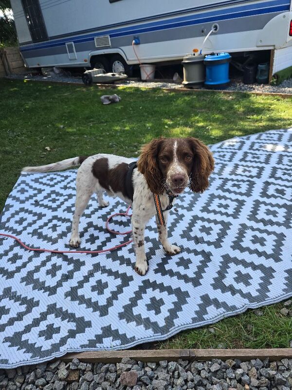 English spring spaniel for sale - Image 6 of 9