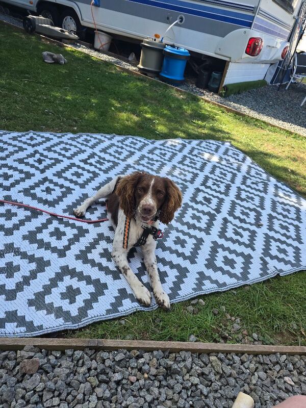 English spring spaniel for sale - Image 7 of 9