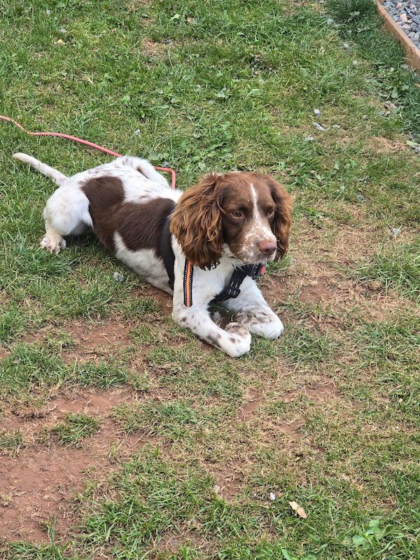 English spring spaniel for sale - Image 8 of 9
