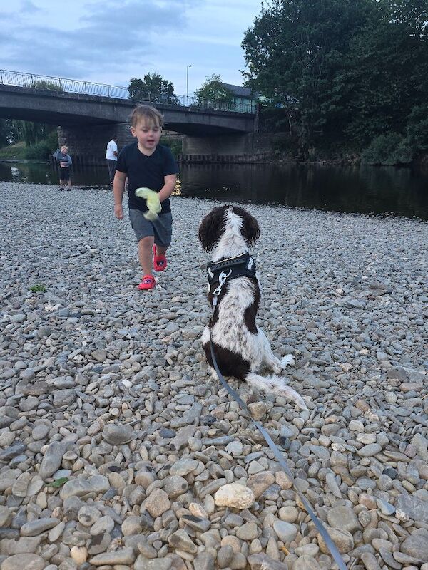 English spring spaniel for sale - Image 9 of 9