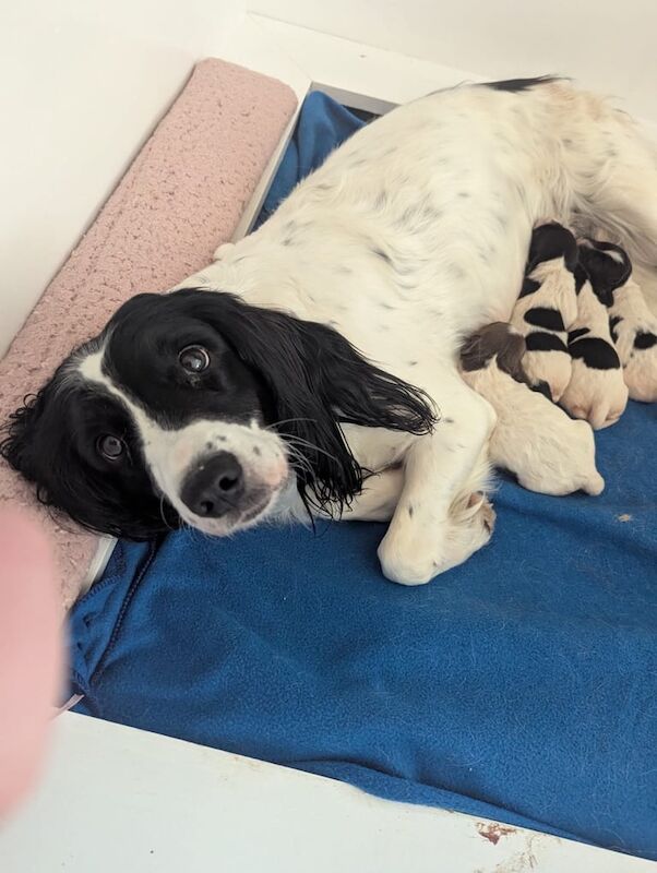 English Springer Pups for sale in Fraserburgh, Aberdeenshire