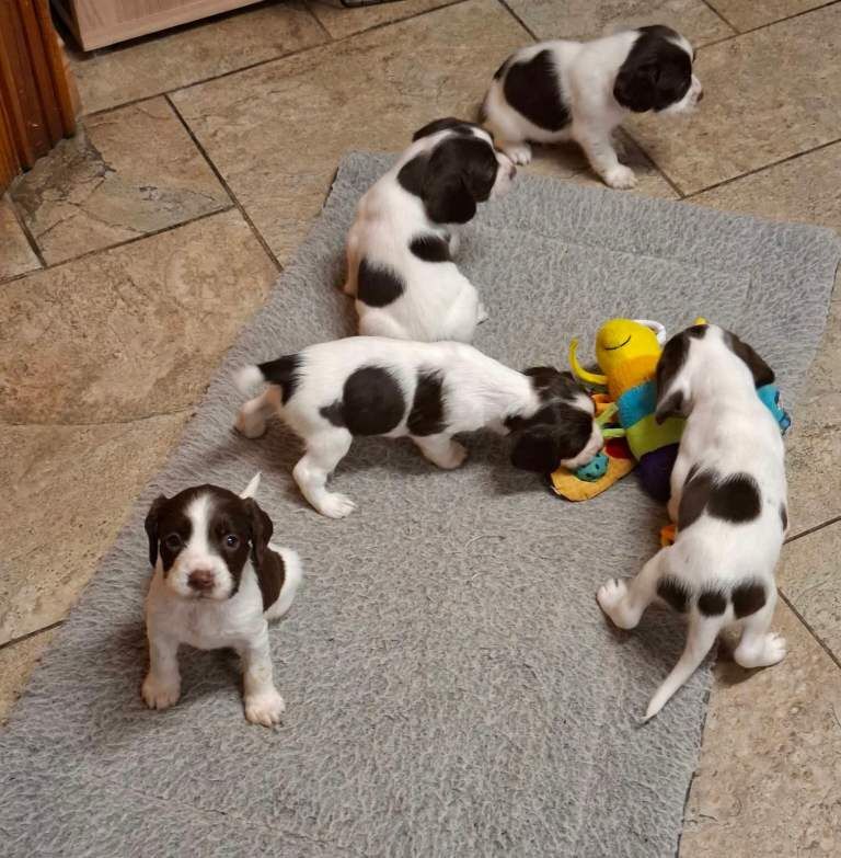 English Springer pups