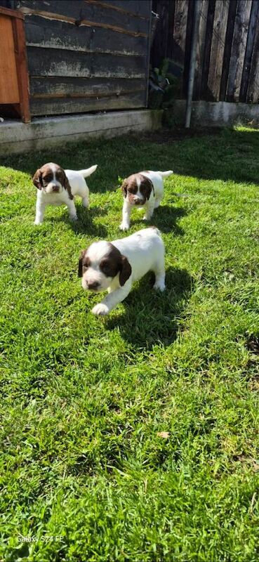 English springer spanial pups