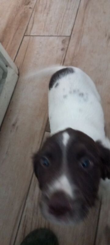 English springer spaniel 1 male pup available - Image 2 of 5