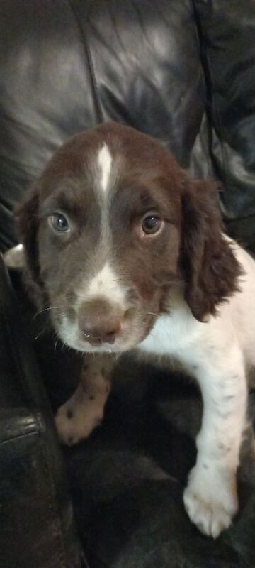English springer spaniel 1 male pup available - Image 3 of 5