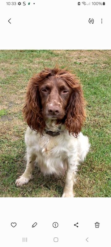 English springer spaniel 1 male pup available - Image 4 of 5