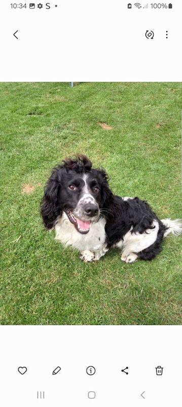 English springer spaniel 1 male pup available - Image 5 of 5
