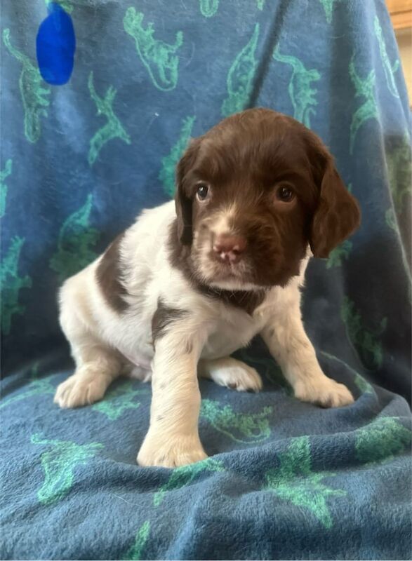 English Springer Spaniel for sale in Norwich, Norfolk