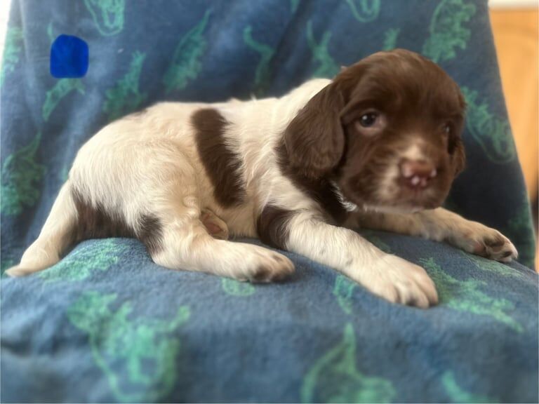 English Springer Spaniel for sale in Norwich, Norfolk | Image 2