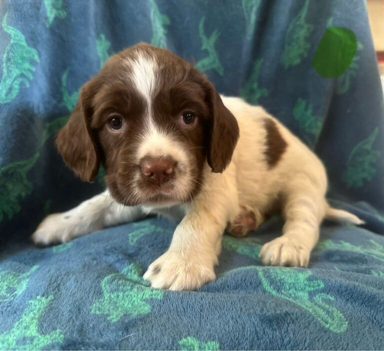 English Springer Spaniel for sale in Norwich, Norfolk | Image 3