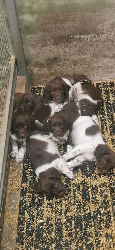 English springer spaniel for sale in Ruislip, Greater London