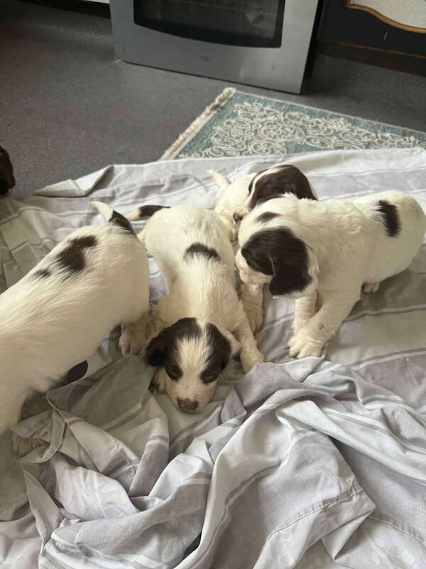 Springer Spaniel puppies for sale in Thornton, West Yorkshire – 11 weeks old