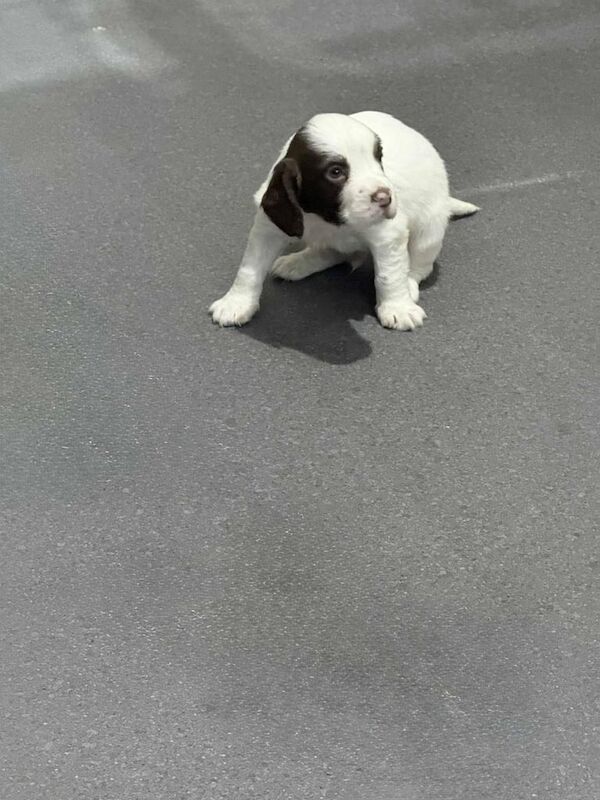 Springer Spaniel puppies for sale in Thornton, West Yorkshire – 11 weeks old - Image 2 of 3