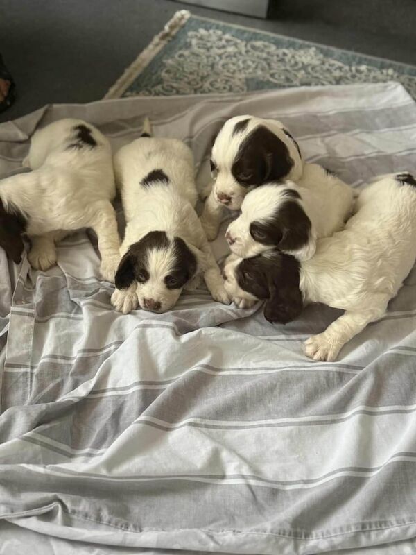 Springer Spaniel puppies for sale in Thornton, West Yorkshire – 11 weeks old - Image 3 of 3