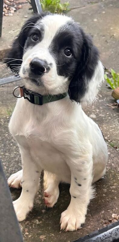 English springer spaniel