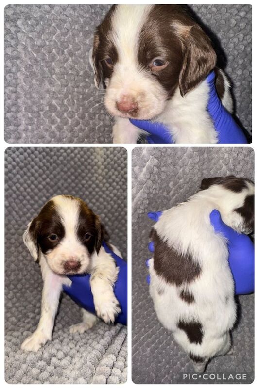 Springer Spaniel puppies for sale in West Derby, Merseyside – KC registered, 4 weeks old
