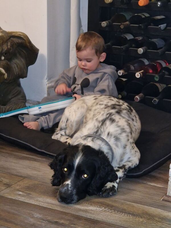 Springer Spaniel puppies for sale in Blaenau Gwent, Gwent – 6 years old