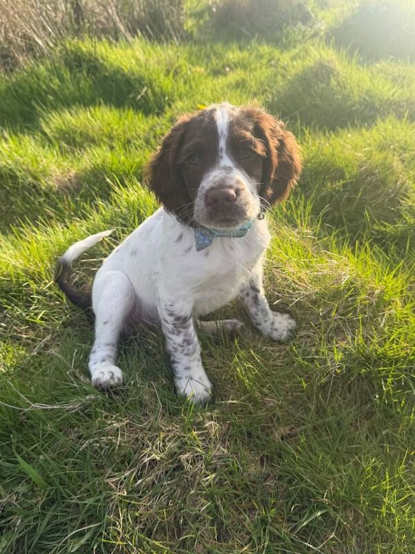 Kennel Club Registered Springer Spaniel Puppies For Sale