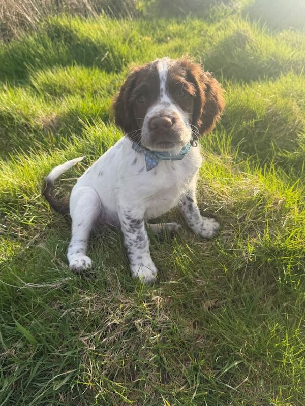 English springer spaniel - Image 2 of 6