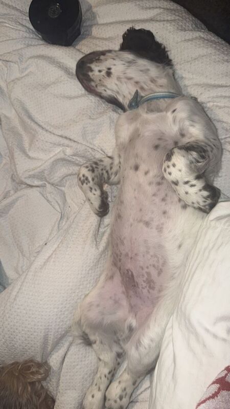 English springer spaniel - Image 3 of 6