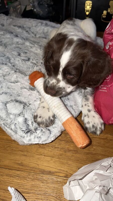 English springer spaniel - Image 4 of 6