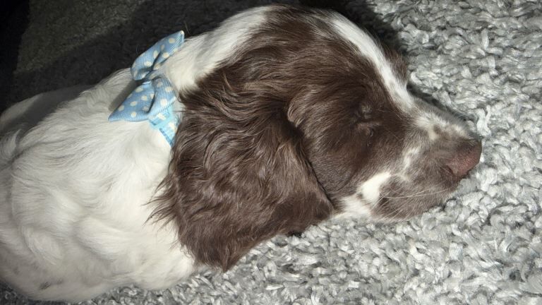 English springer spaniel - Image 5 of 6