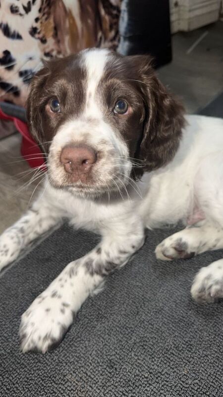 English springer spaniel - Image 6 of 6
