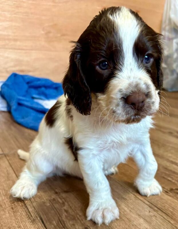 English springer spaniel