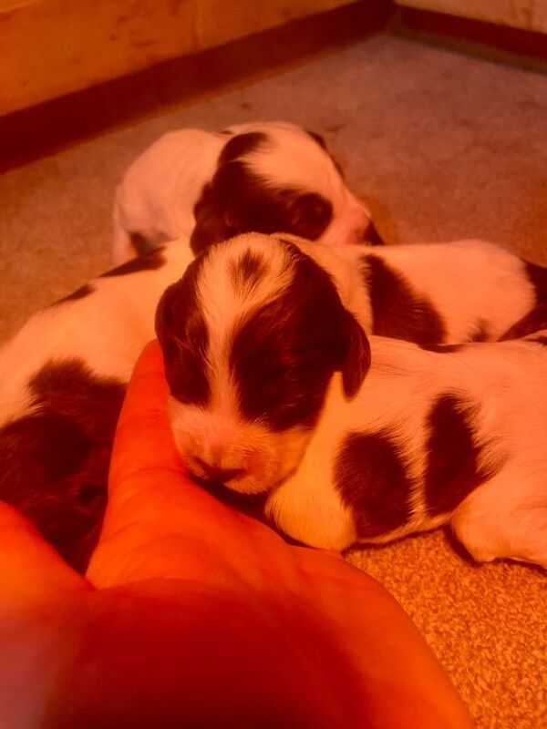 English springer spaniel - Image 2 of 5