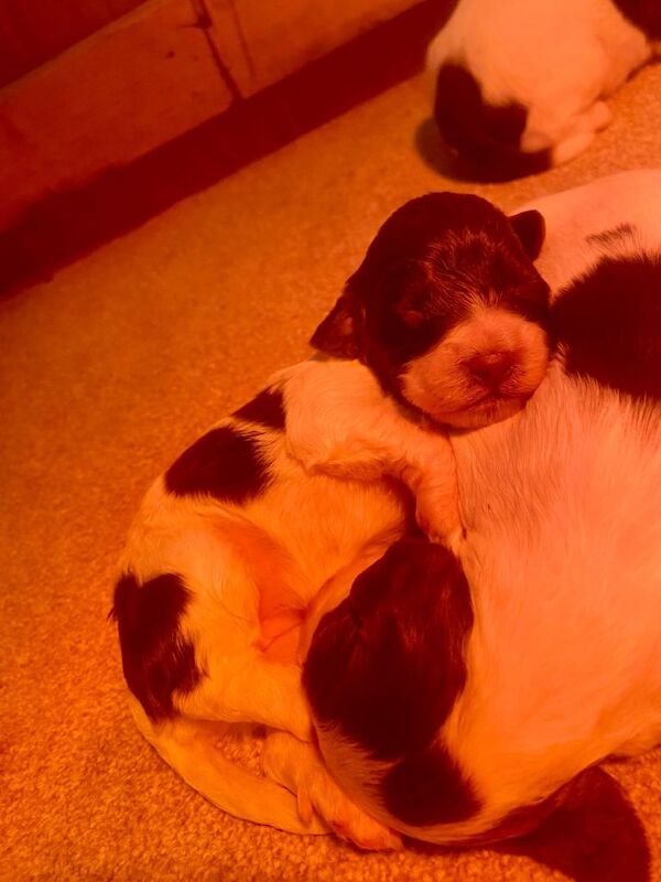 English springer spaniel - Image 3 of 5