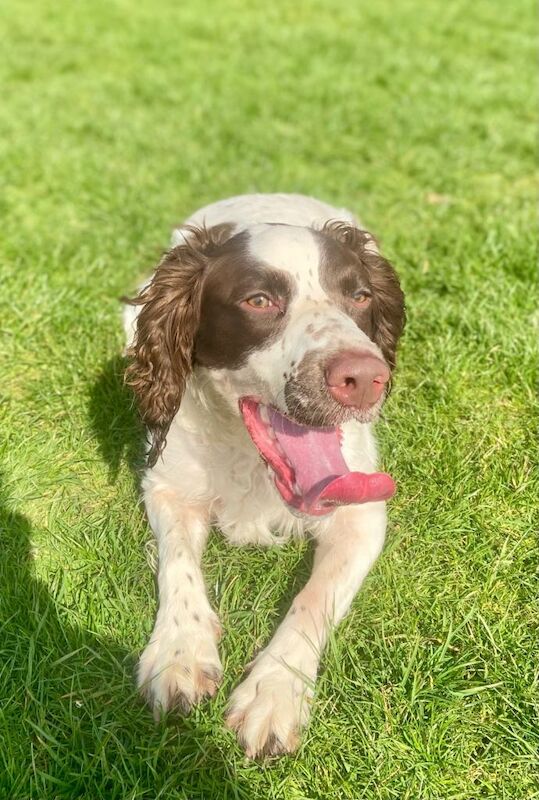 English springer spaniel - Image 4 of 5