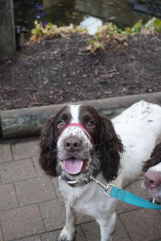 English springer spaniel - Image 5 of 5
