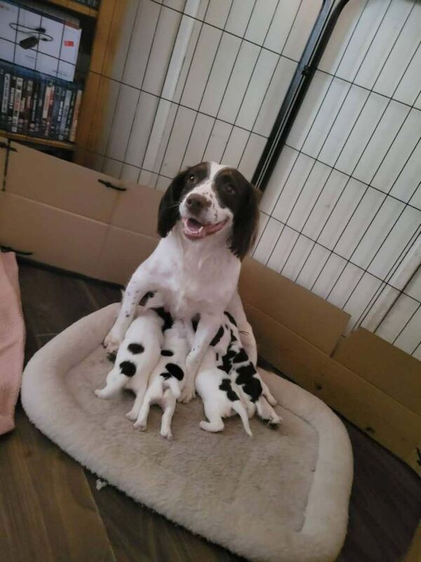 English Springer spaniel