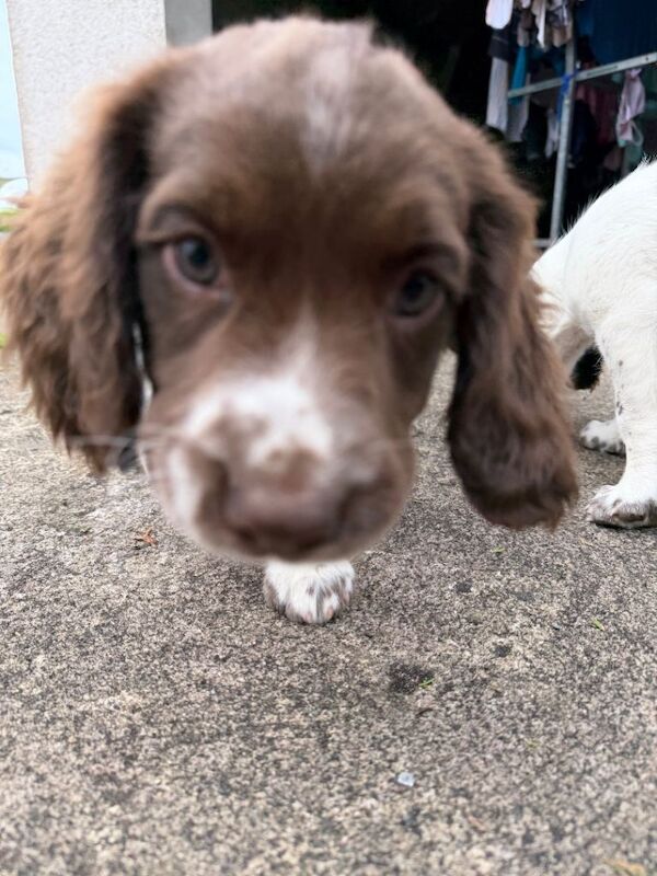 English springer spaniel