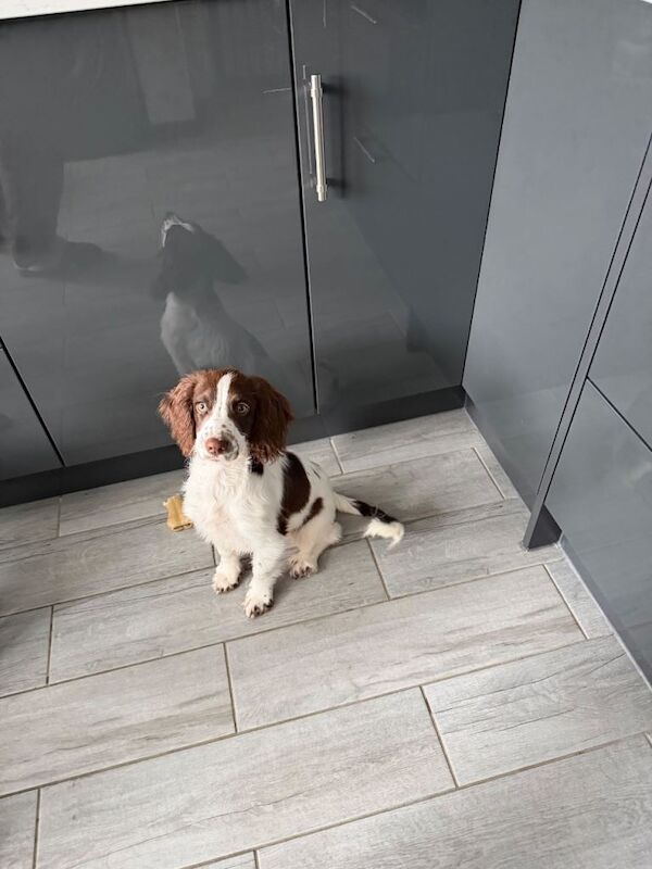 English springer spaniel bitch