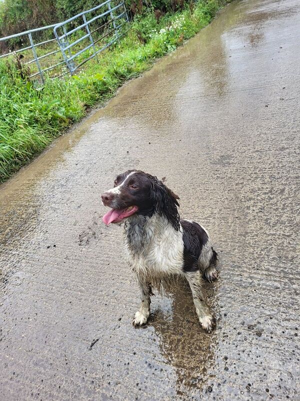Springer Spaniel puppies for sale in Cookstown, County Tyrone – 7 years old