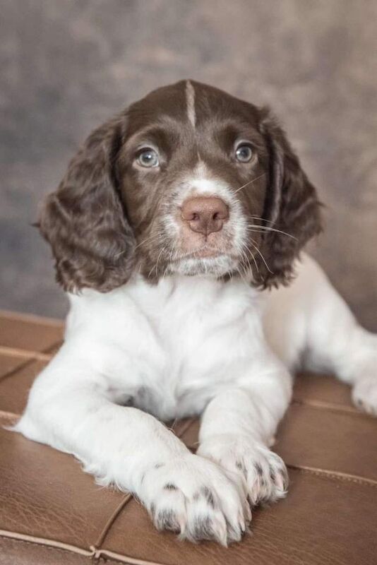English Springer spaniel dogs