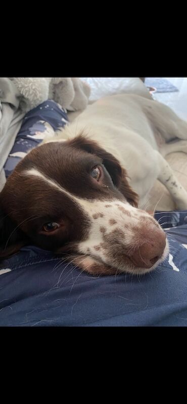 Springer Spaniel Puppies For Sale