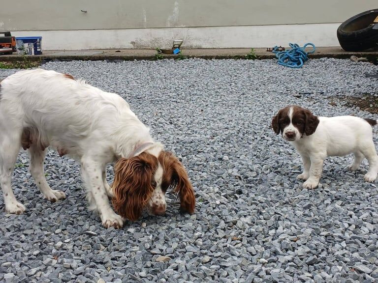 Springer Spaniel puppies for sale in Newry, County Armagh – 6 weeks old