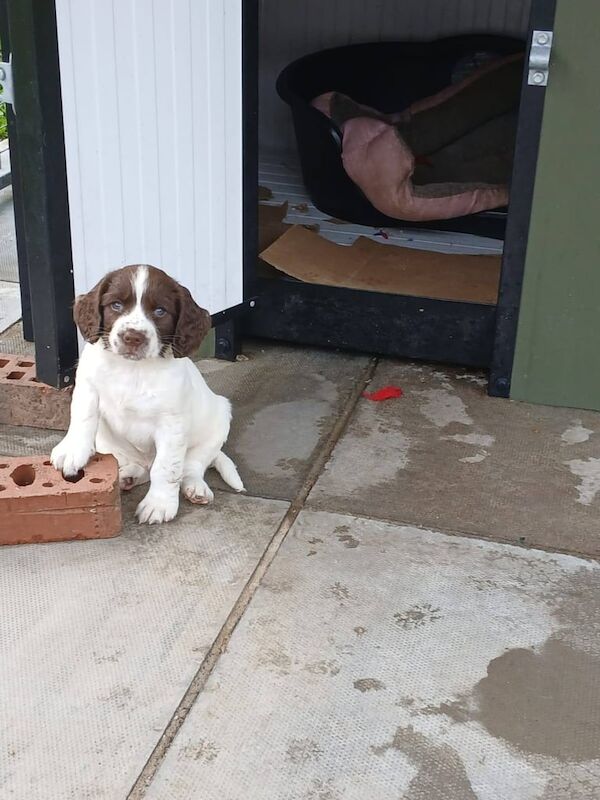 Springer Spaniel puppies for sale in Newry, County Armagh – 6 weeks old - Image 2 of 3