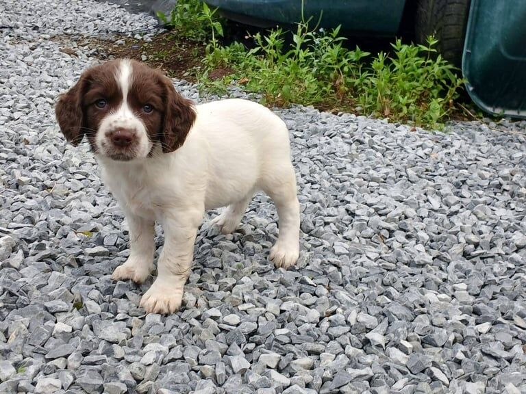 Springer Spaniel puppies for sale in Newry, County Armagh – 6 weeks old - Image 3 of 3