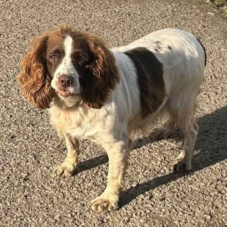 Springer Spaniel puppies for sale in Chichester, West Sussex – 4 years old