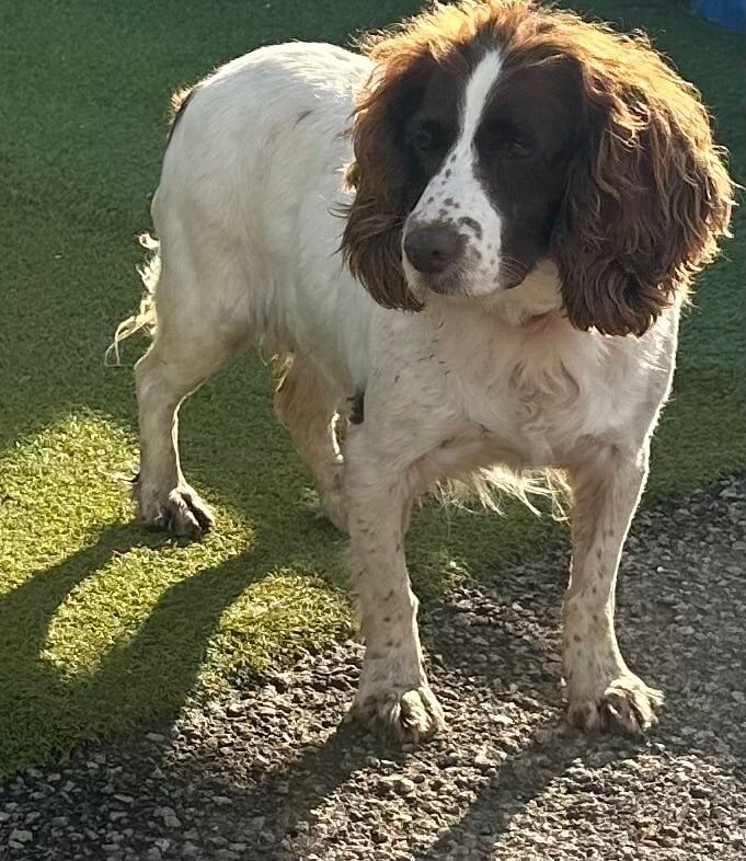 Springer Spaniel puppies for sale in Chichester, West Sussex – 4 years old - Image 2 of 3