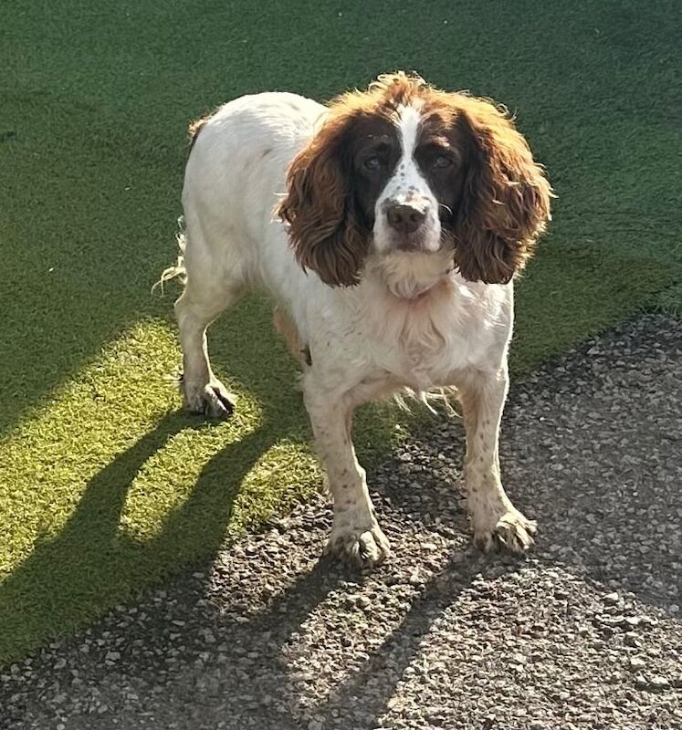 Springer Spaniel puppies for sale in Chichester, West Sussex – 4 years old - Image 3 of 3