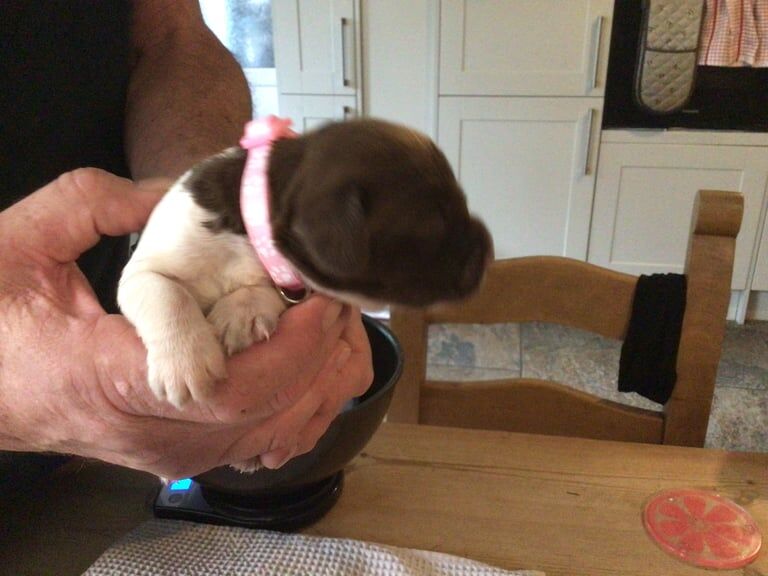 Springer Spaniel puppies for sale in Poole, Dorset – KC registered, 1 week old