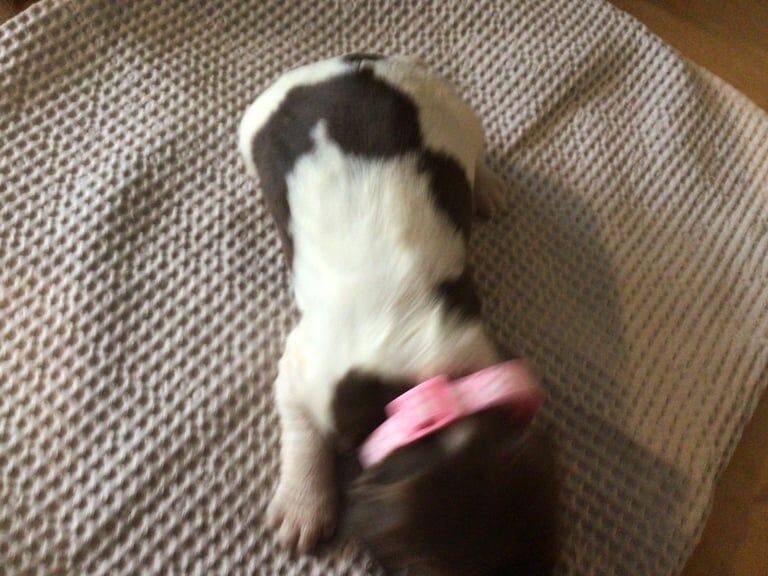 Springer Spaniel puppies for sale in Poole, Dorset – KC registered, 3 weeks old - Image 2 of 3